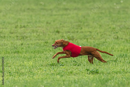 Pharaoh hound dog running in red jacket on green field in summer