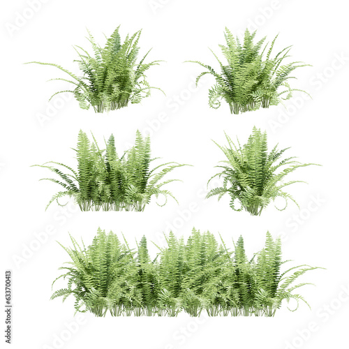 Set of  fern isolated on white background