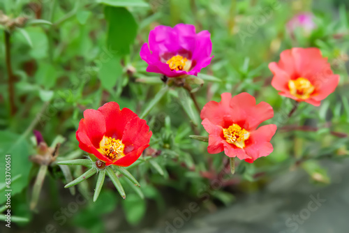 Garden flowers. Flowers of Purslane. Close-up flowerbed with flowers. Selective focus
