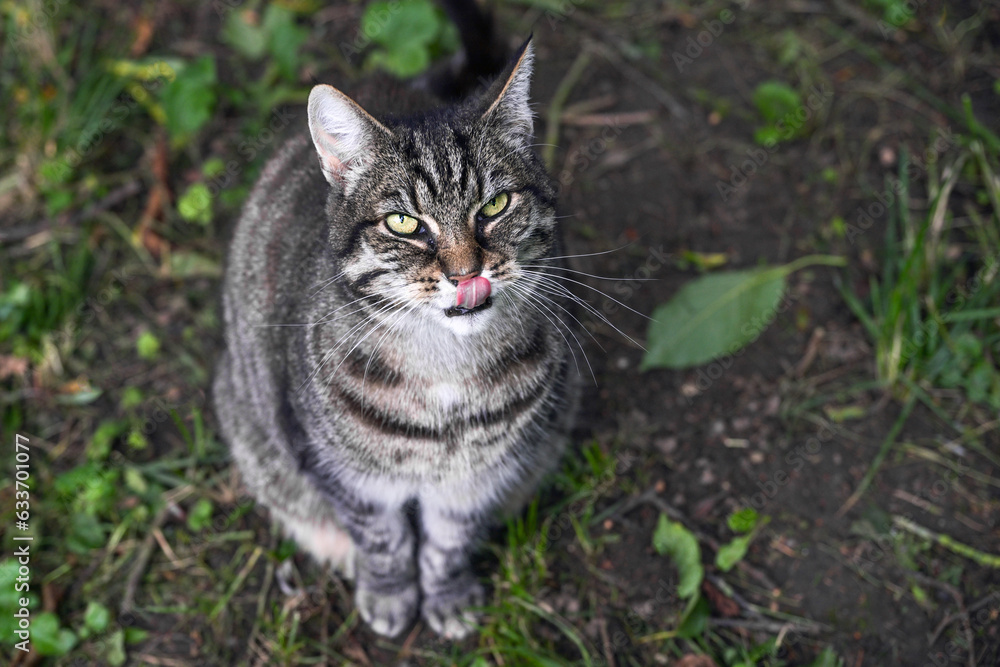 Hungry wild tabby cat sitting on the ground in a park, looking up and licking lips, hoping for something to eat, animal behavior, copy space, selected focus, very narrow depth of field