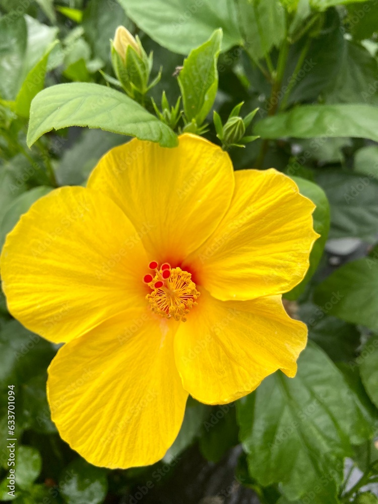 yellow and red hibiscus flower yellow and red hibiscus flower