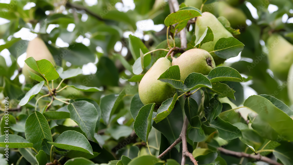 Pears among leaves. Pear on a branch. Green unripe fruits. Fruit garden. Selective focus Pears among leaves. Pear on a branch. Green unripe fruits. Fruit garden. Selective focus