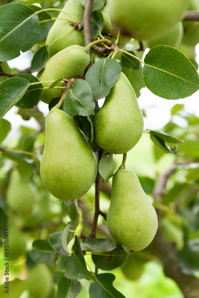 Green pears among leaves. Pears on a branch. Unripe fruits. Selective focus Green pears among leaves. Pears on a branch. Unripe fruits. Selective focus