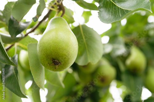 Pears among leaves. Green pears on a branch. Unripe fruits close-up. Fruit garden. Selective focus