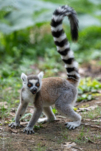 Ring tailed lemur profile