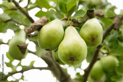 Green pears among leaves. Pears on a branch. Unripe fruits close-up. Fruit garden. Selective focus