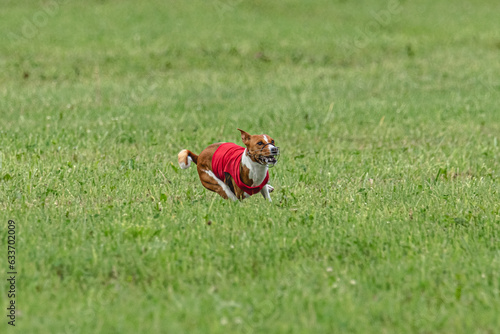 Basenji dog lifted off the ground during the dog race competition © Aleksandr Tarlokov