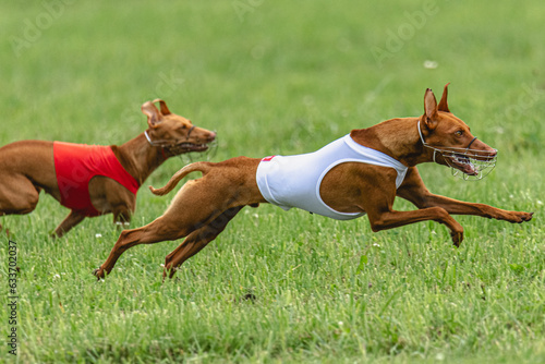 Two cirneco dell etna dogs running in red and white jackets on green field in summer photo