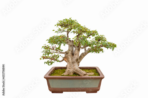 triangle maple tree bonsai