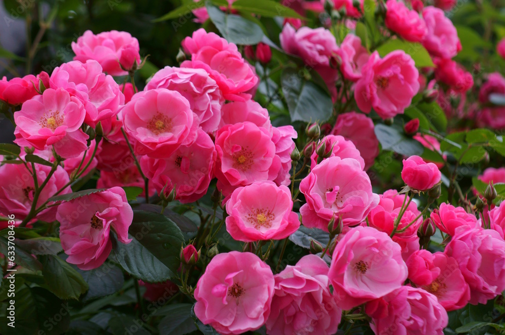 Beautiful wild rose close-up. Natural background. Beautiful wild rose close-up. Natural background.