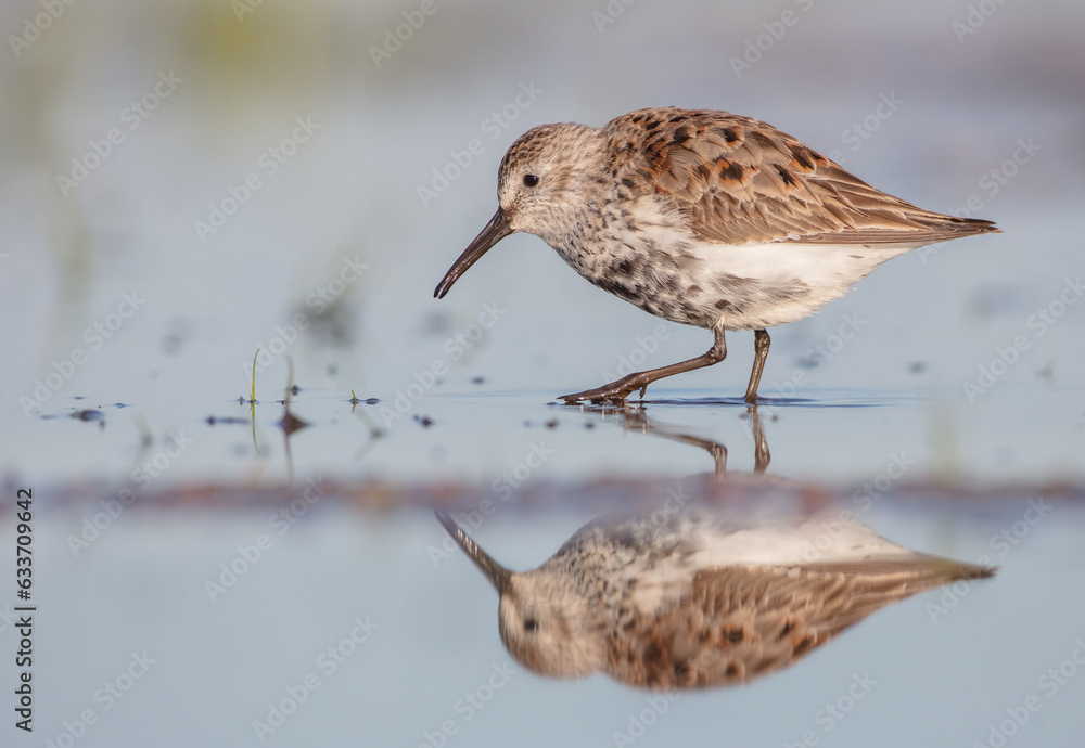 Dunlin - adult bird at a wetland on the spring migration Dunlin - adult bird at a wetland on the spring migration