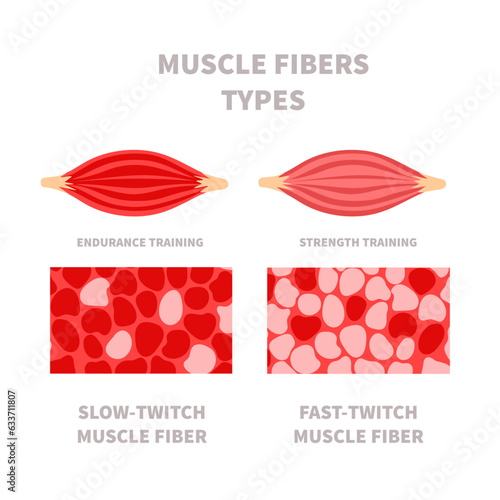 Skeletal muscle fiber types with slow twitch and fast twitch infographics. Red and white muscular tissue structure for aerobic and anaerobic exercises. Marathon runner vs sprinter. Vector illustration