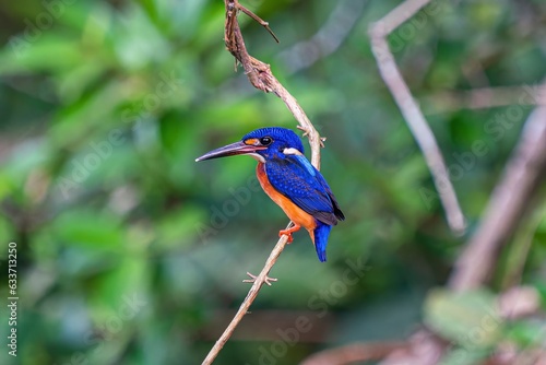 Blue-eared Kingfisher 蓝耳翠鸟