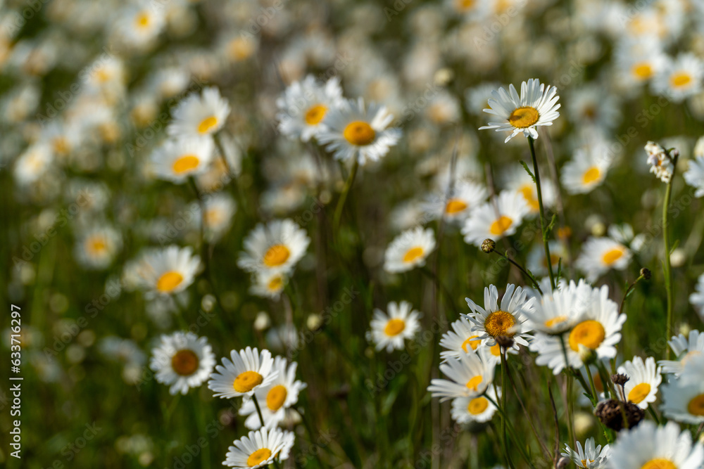 Daisy Chamomile background. Beautiful nature scene with blooming chamomilles in sun flare. Sunny day. Summer flowers. Daisy Chamomile background. Beautiful nature scene with blooming chamomilles in sun flare. Sunny day. Summer flowers.