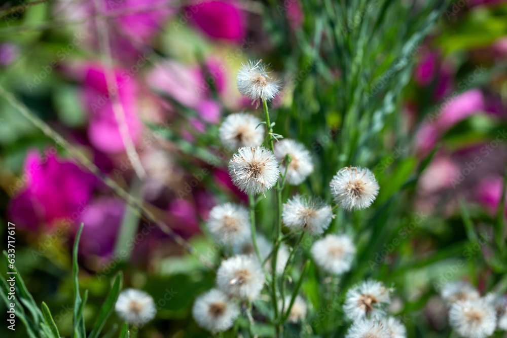 Close-up of Horseweed. Erigeron Sumatrensis. Close-up of Horseweed. Erigeron Sumatrensis.