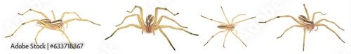 Foto Rabid Wolf Spider - Rabidosa Rabida - is found mainly in the Eastern and Souther