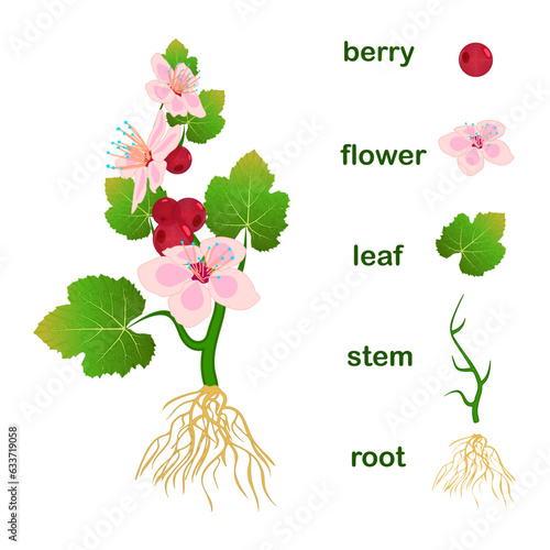 Parts of plant. Scheme with titles of plant part with green leaves, pink flowers, red berries, stem and root system isolated on white background. Diagram for botany education.Stock vector illustration