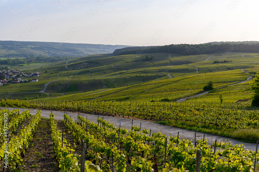 Panoramic view on green premier cru champagne vineyards in village Hautvillers near Epernay, Champange, France