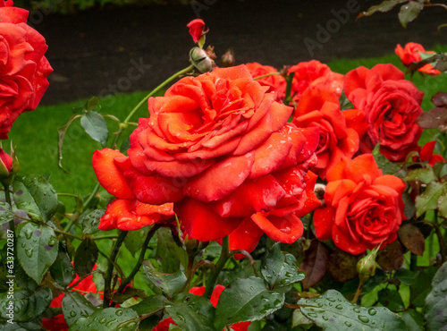 Red roses background. Flowers close view wallpaper