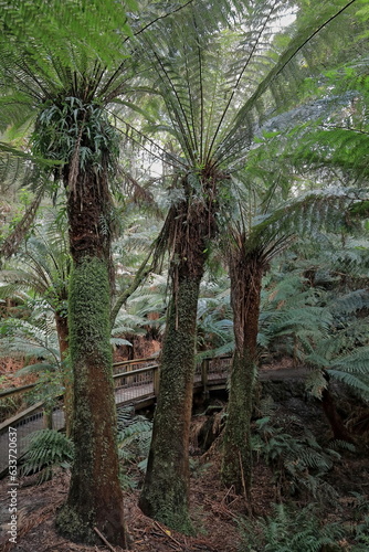 Boardwalk among soft tree ferns -Dicksonia antarctica- beside the Great Ocean Road past Apollo Bay. Victoria-Australia-792+