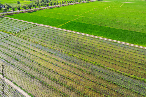 hybrid rice seed production paddy field