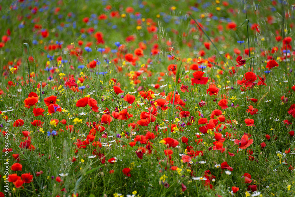 Red poppy flowers blooming on summer meadow