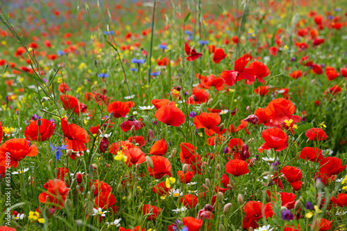 Red poppy flowers blooming on summer meadow