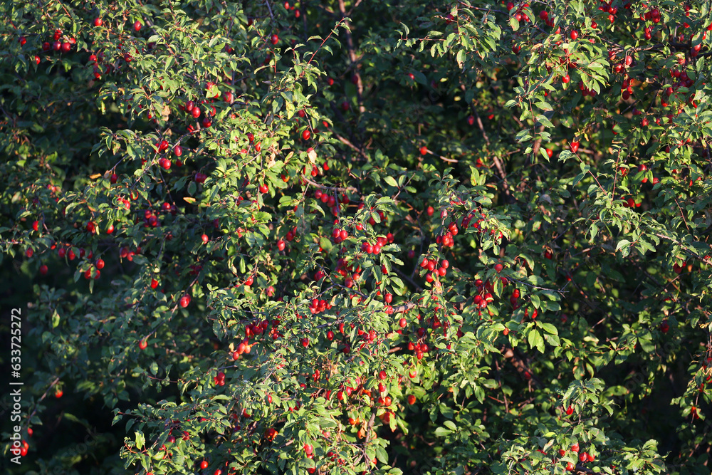 Dense bush Prunus cerasifera cherry plum with many red fruits