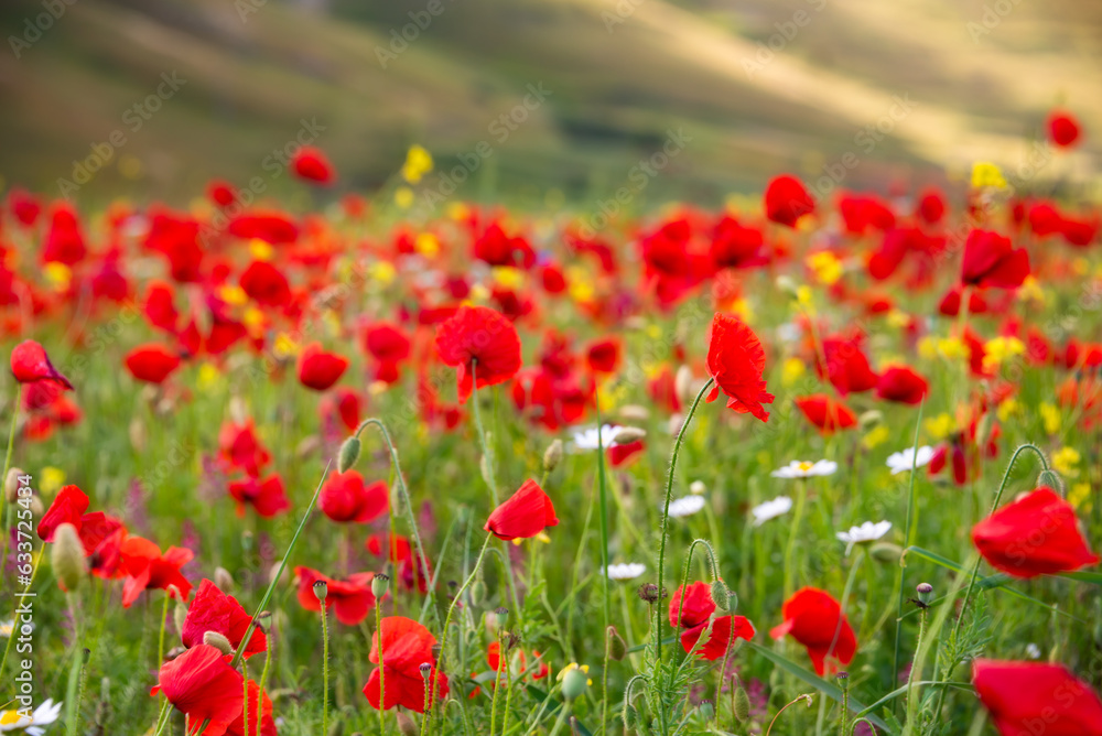 Red poppy flowers blooming on summer meadow in mountains