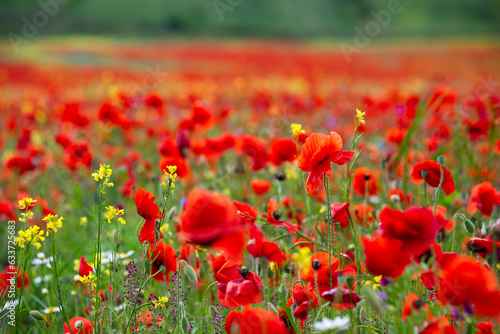 Fototapeta Naklejka Na Ścianę i Meble -  Red poppy flowers blooming on summer meadow