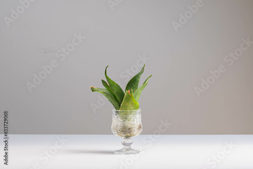 Catopsis Berteroniana in a glass container. Against a clean white backdrop, this unique plant species exudes elegance and tranquility. A botanical marvel, perfect for enthusiasts and interior decor. photo