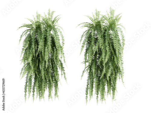 Set of green fern isolated on white