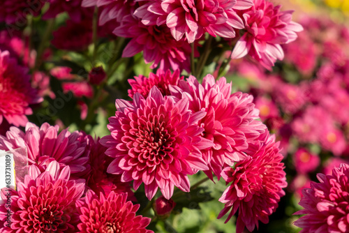 red chrysanthemum variant avante agrigorti