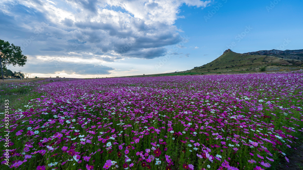 Flowers field near Ficksburg, Free State, South Africa Flowers field near Ficksburg, Free State, South Africa