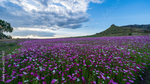 Flowers field near Ficksburg, Free State, South Africa