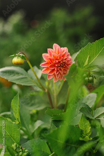 Beautiful dahlia flower in autumn natural garden. Close up on big pastel pink and red dahlia flower in sunny green garden. Floral wallpaper, space for text