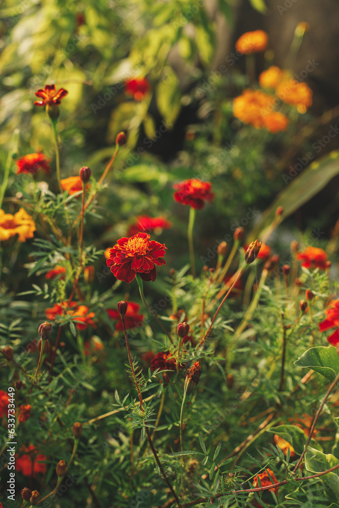 Beautiful marigolds flowers in autumn natural garden. Close up of orange tagetes flowers in sunny green garden. Floral wallpaper, space for text Beautiful marigolds flowers in autumn natural garden. Close up of orange tagetes flowers in sunny green garden. Floral wallpaper, space for text
