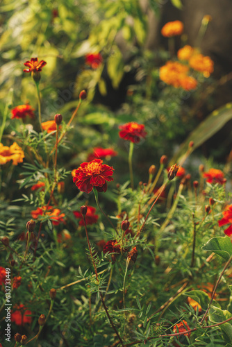 Beautiful marigolds flowers in autumn natural garden. Close up of orange tagetes flowers in sunny green garden. Floral wallpaper, space for text