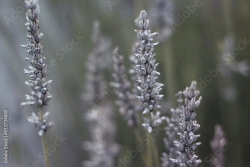 lavender in a field closeup © Lisa