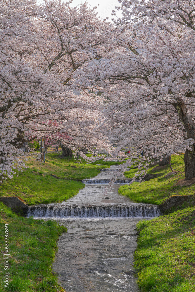 観音寺川の桜並木