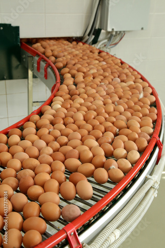 Fresh brown eggs on a transportation line on a modern poulty factory