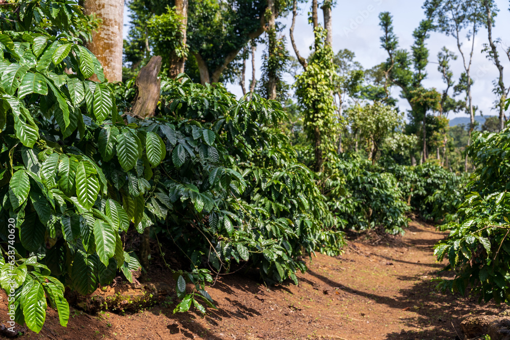 coffee plantation with black pepper plants