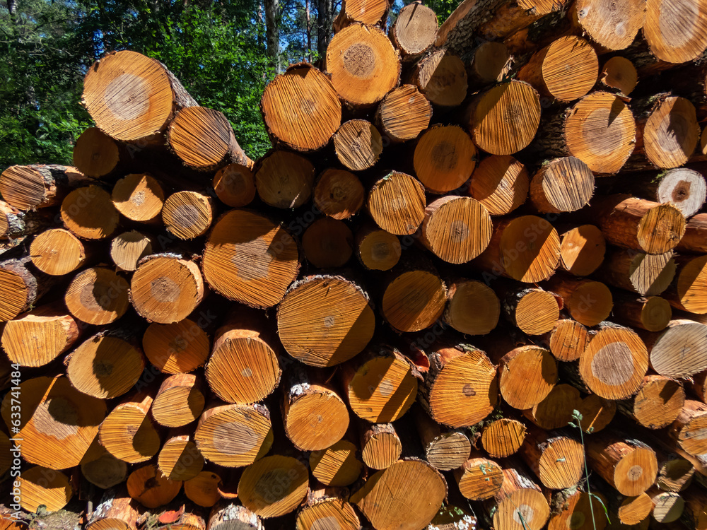 Close-up of the big pile of cut down tree logs in the forest. Stack of wood, firewood. Deforestation concept Close-up of the big pile of cut down tree logs in the forest. Stack of wood, firewood. Deforestation concept