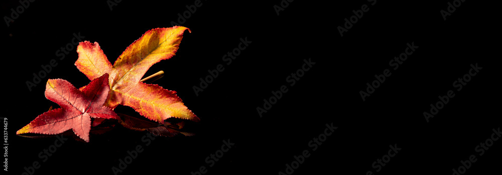 A leaf of a sweetgum tree (liquidambar) in red, yellow and green on refleckting unterground and background in black A leaf of a sweetgum tree (liquidambar) in red, yellow and green on refleckting unterground and background in black