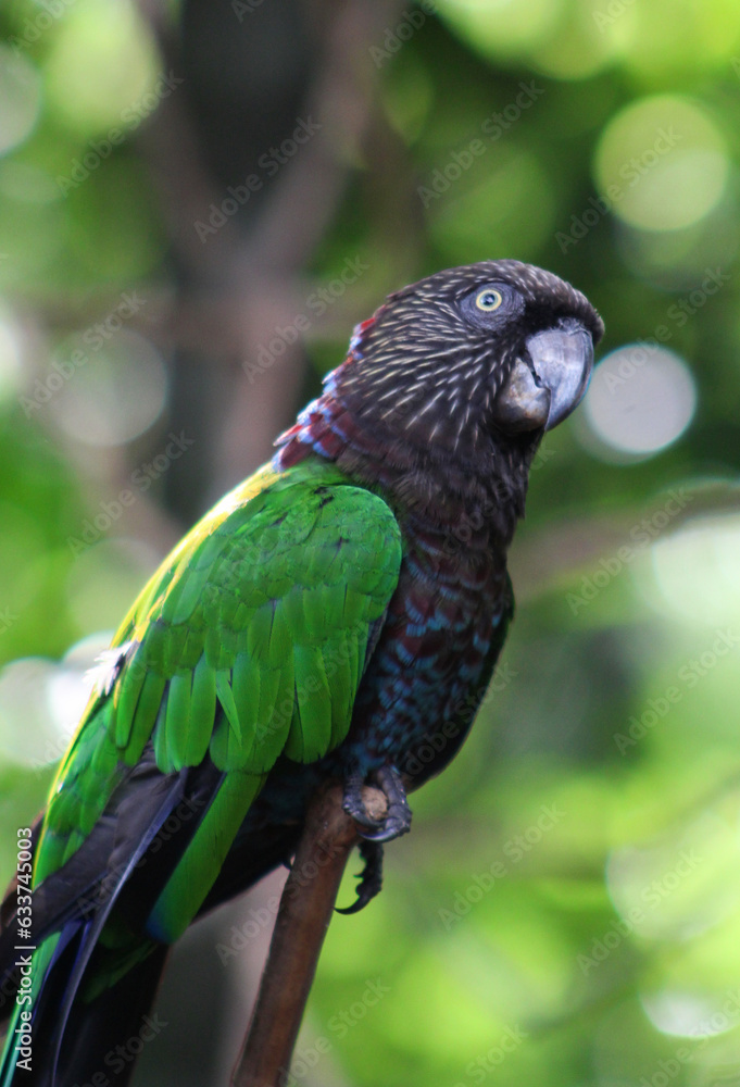 bird parrot in the wild closeup bird parrot in the wild closeup