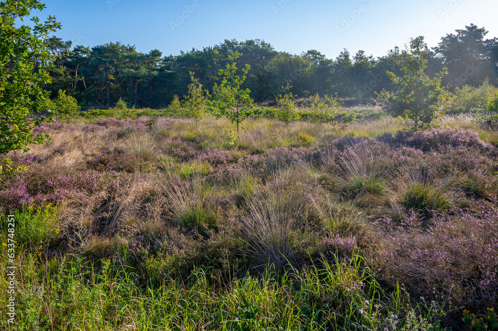 Nature background, green lung of North Brabant, pink blossom of heather plants in de Malpie natural protected forest in August near Eindhoven, the Netherlands Nature background, green lung of North Brabant, pink blossom of heather plants in de Malpie natural protected forest in August near Eindhoven, the Netherlands
