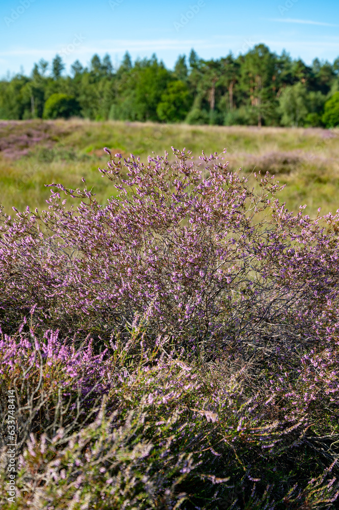Obraz premium Nature background, green lung of North Brabant, pink blossom of heather plants in de Malpie natural protected forest in August near Eindhoven, the Netherlands