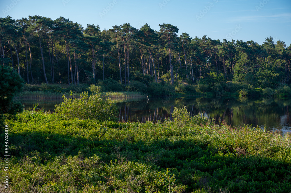 Fototapeta premium Forest and lakes in sunny morning in Nature protected park area De Malpie near Eindhoven, North Brabant, Netherlands. Nature landscapes in Europe.