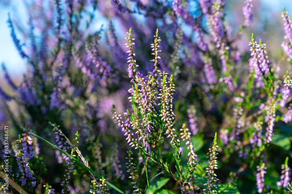 Obraz premium Nature background, green lung of North Brabant, pink blossom of heather plants in de Malpie natural protected forest in August near Eindhoven, the Netherlands
