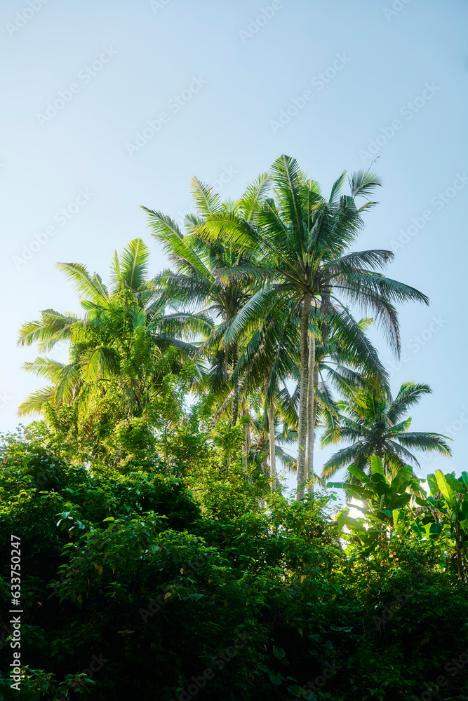 Paysages d'Indonésie